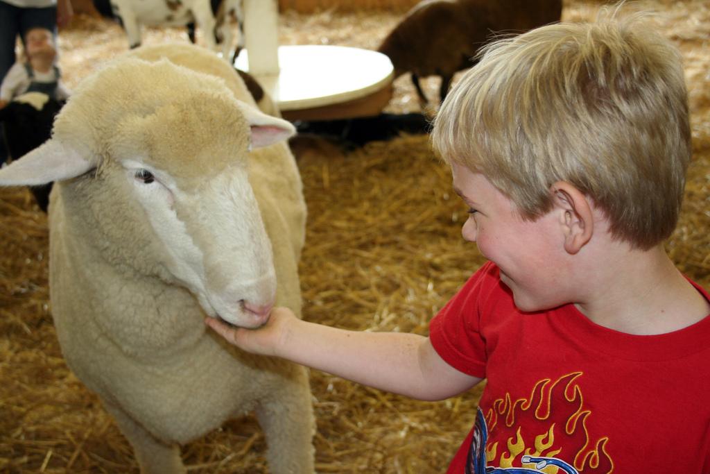 Kid_feeding_sheep