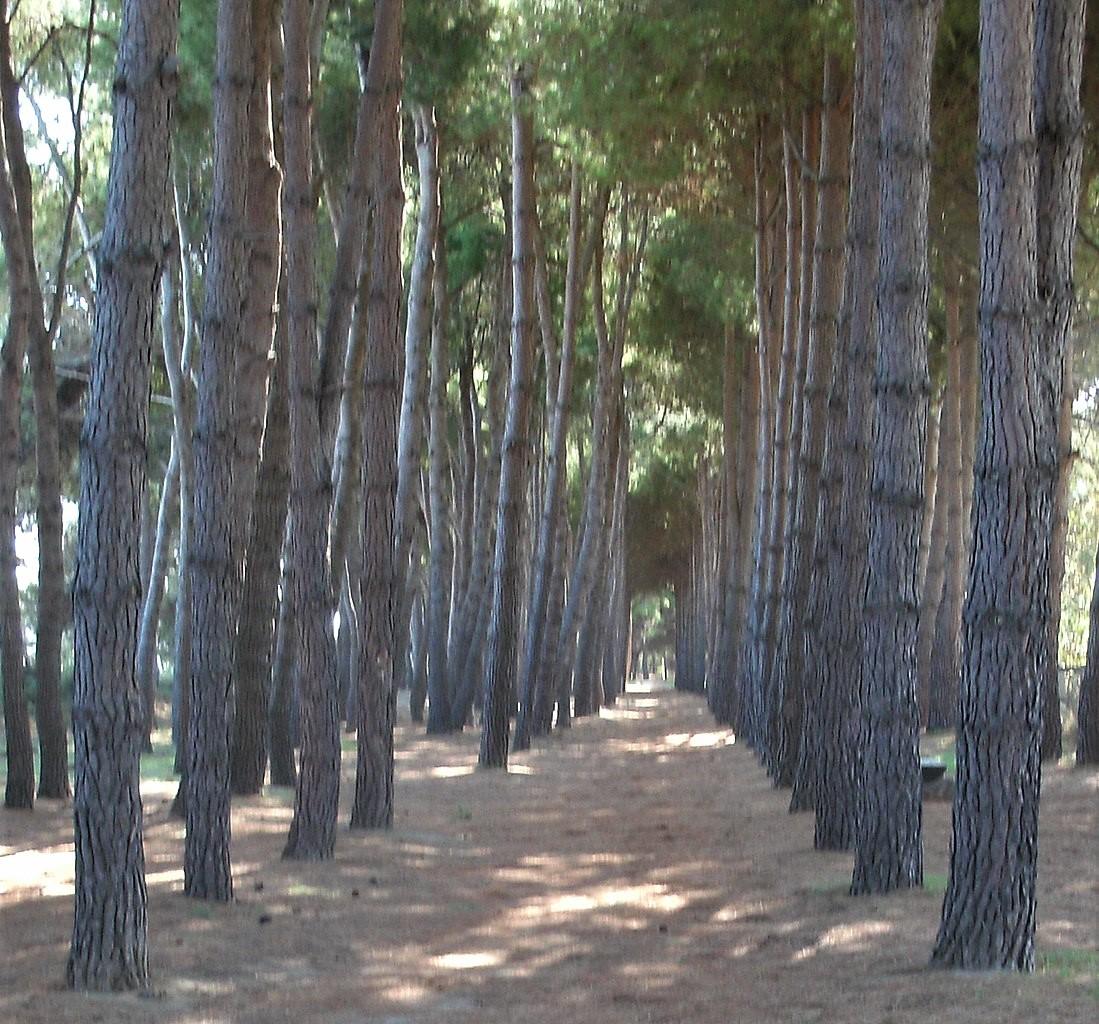 PinetoForest